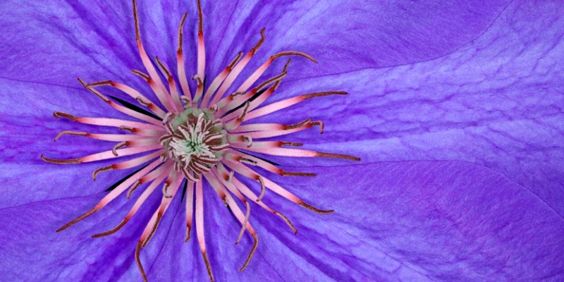 Pink and blue clematis flower