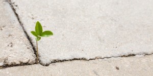 iStock_000014623507Small_plant_concrete_800x400