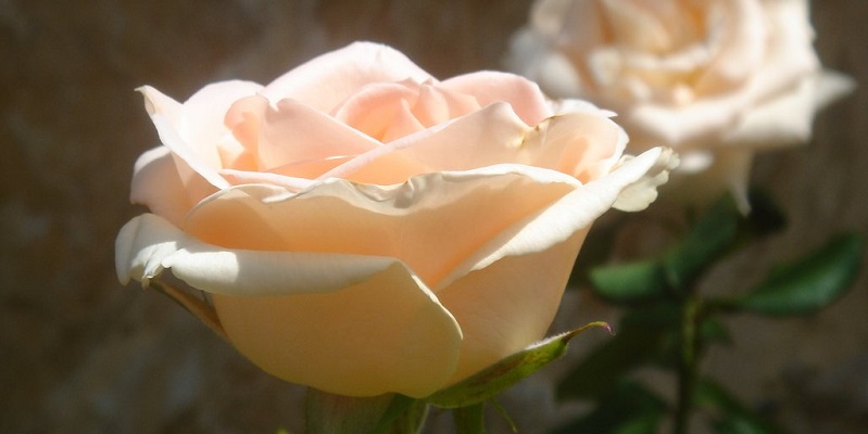 pale pink rose in bloom