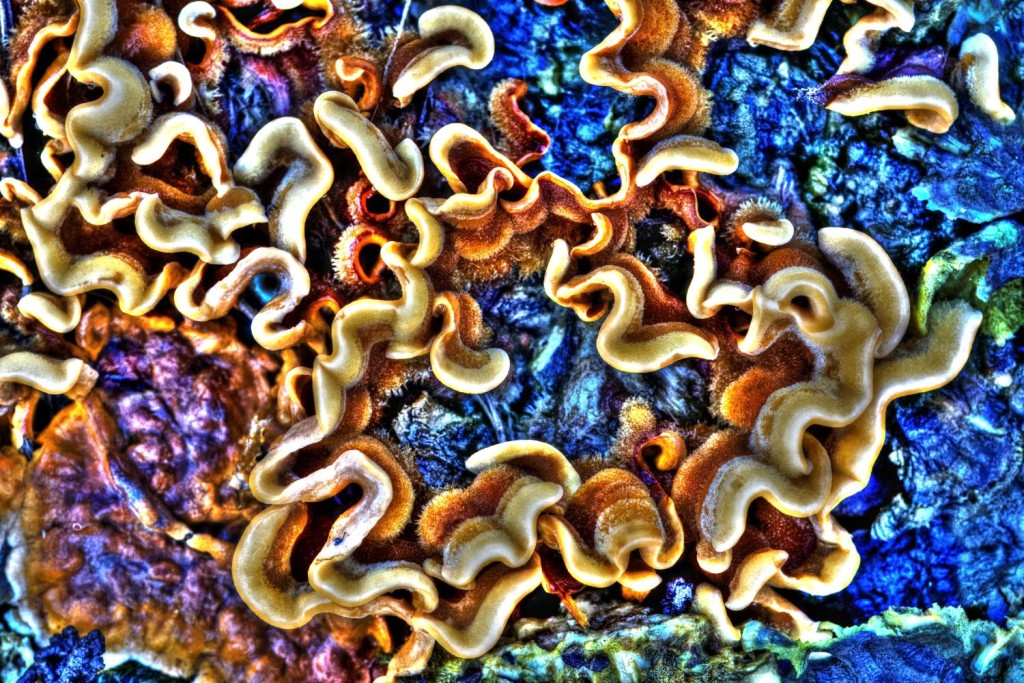 Beautiful multi color section of coral showing life and its intricate interconnections
