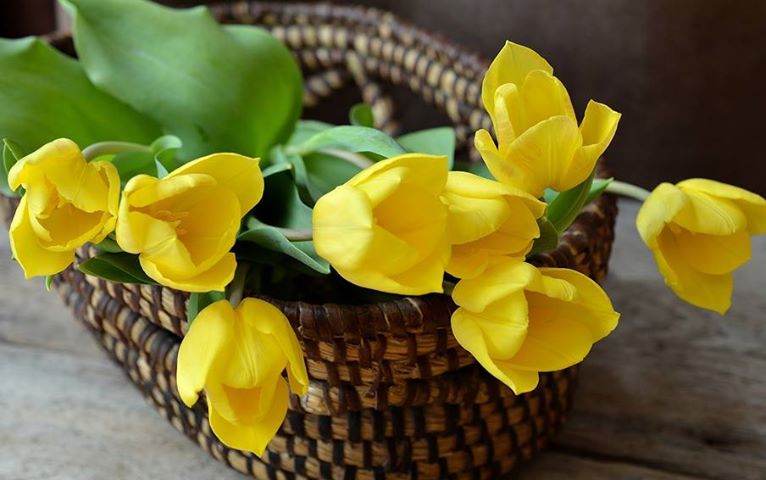 basket of yellow tulips